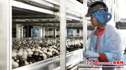 澳大利亚Costa集团推出VR护目镜，革新食用菌采摘优化水果零售