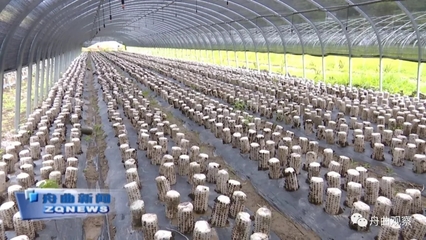 天津滨江集团深入调研我县农副产品产业，聚焦新鲜水果零售市场新机遇