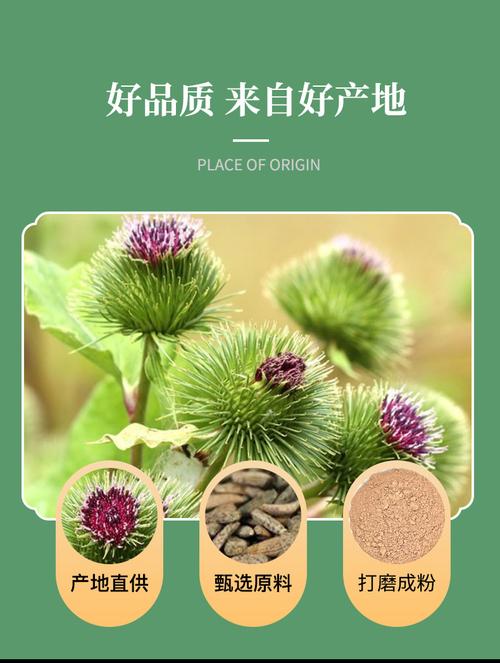 牛蒡子粉新货上市 源头直供，批发零售，量大价优，散装食用农产品
